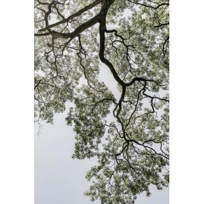 森林 带框墙面艺术装饰画 大芬村油画工作室